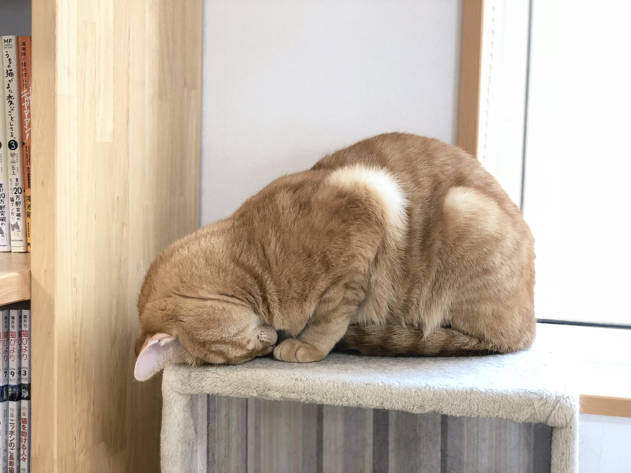 ムジ物語: とらドラブルース