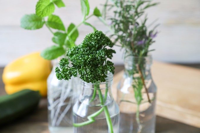 室内でハーブを育てる。初めての家庭菜園ミントバジル 赤字脱出 ２児の母の暮らしVlog130- YouTube