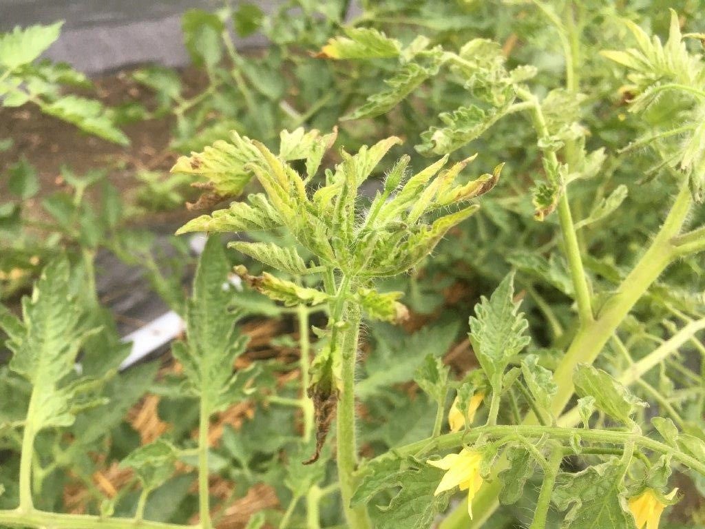 トマトの茎が茶色っぽく少しずつ葉が枯れてくる② : 野菜作り失敗の傾向と対策