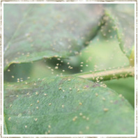 ハダニの生態と農作物への被害、対策方法について - 農業メディア│Think and Grow ricci