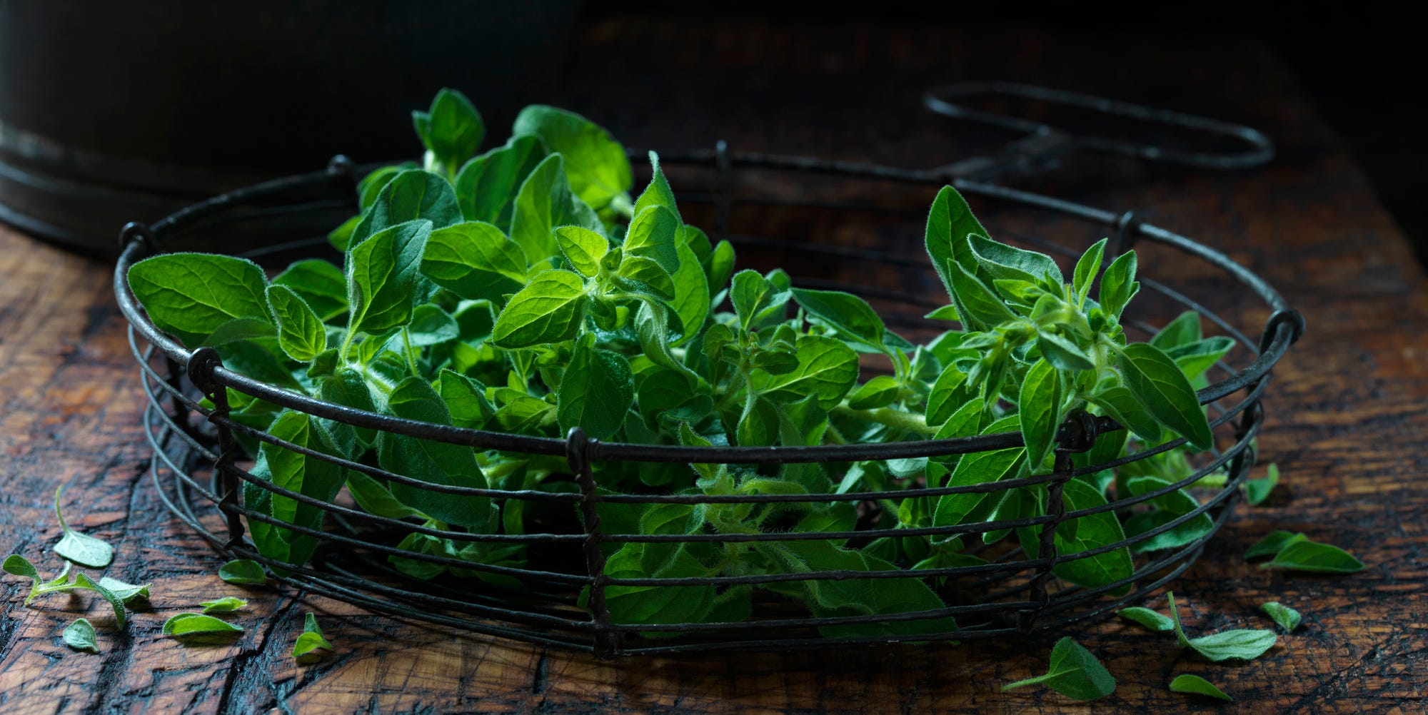 栽培セット 室内 ハーブ」の人気商品一覧安い商品を通販サイトから探す - 価格.com