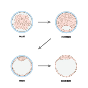 受精卵が着床するまでの経過のイラスト🎨 フリー素材 看護roo! カンゴルー