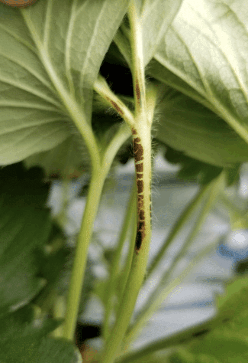 イチゴの葉が茶色く枯れましたおうちガーデン