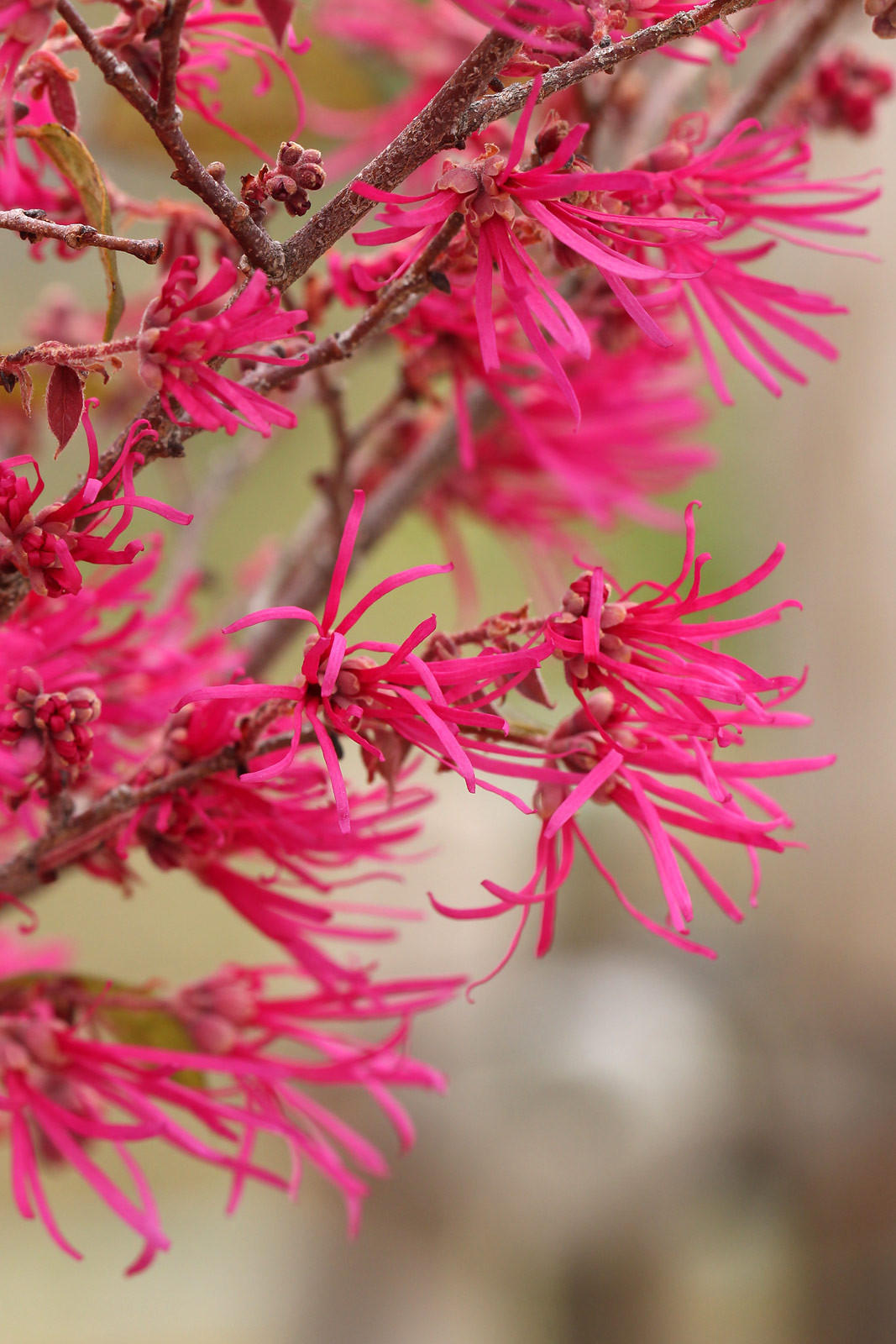 1月6日の誕生花：マンサク・ピンクのスミレの花言葉など観葉植物・お花の通販 AND PLANTSアンドプランツ