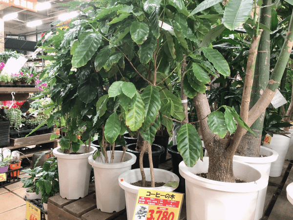 PLANCHU 観葉植物 コーヒーノキ アラビカ 5号鉢 受け皿付き 育て方説明書付き Coffea arabica コーヒーの木 珈琲の木 アラビカ コーヒー -観葉植物専門店 プランチュ - プレゼント＆ギフトのギフトモール