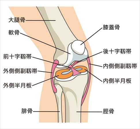 膝がポキポキと鳴る 原因と改善するためのストレッチ − オガトレVoicy Journal