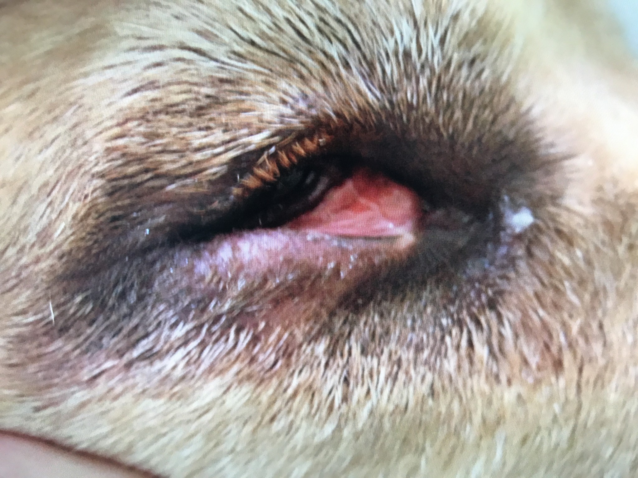 眼科あだち動物病院