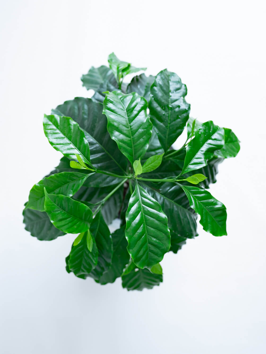 観葉植物 コーヒーの木 8号 アートストーン ラウンド グレー 付き観葉植物ならHitoHana ひとはな