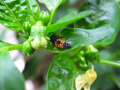 とあるスーパーで買ったピーマンから突如現れた虫！何という虫