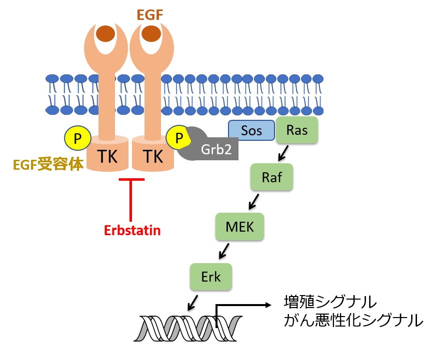 タンパク質のリン酸化は，なぜ非構造領域に群がるのか？～リン酸化が生み出す「電荷ブロック」型の液–液相分離制御～