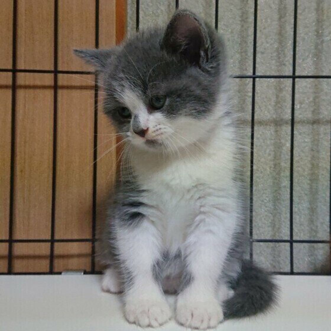 獣医師監修 猫に玉ねぎは危険。知っておきたい玉ねぎによる中毒ペットニュースストレージ ペット保険のペット&ファミリー損保