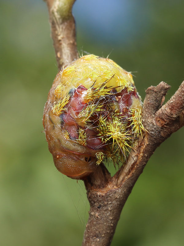 形態情報 イラガ類 : こうち農業ネット