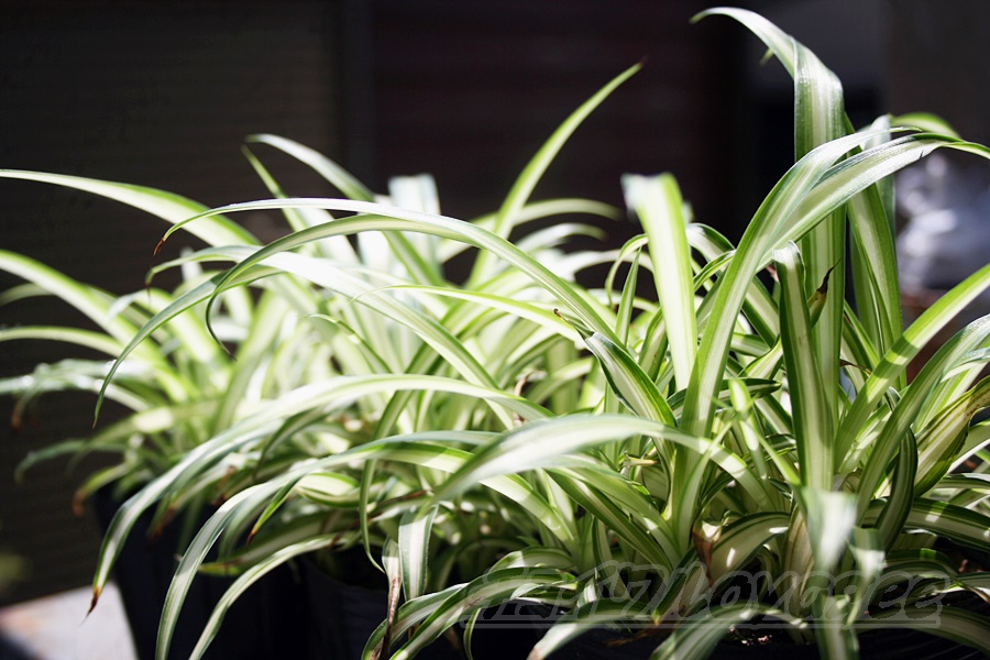 初心者さんにおすすめです♪観葉植物 オリヅルラン の育て方・増やし方キナリノ