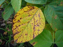 エダマメ炭疽病病害データベース種苗事業部武蔵野種苗園