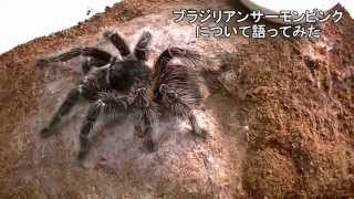 ブラジリアンサーモンピンク - アニマルまめお