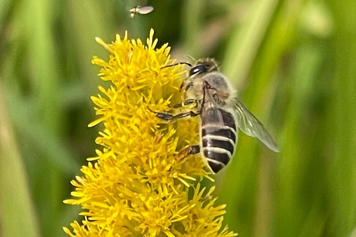 福岡のツマアカスズメバチ上野高敏 -Takatoshi UENO