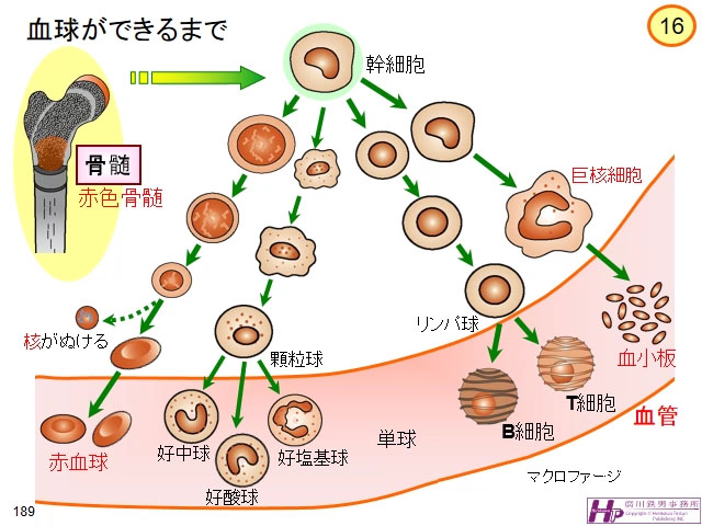 血液事業の概要