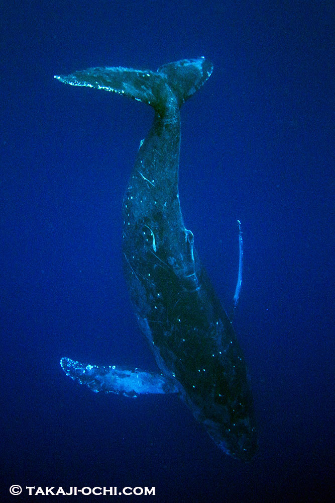 くじらとは？ 意味や使い方 - コトバンク