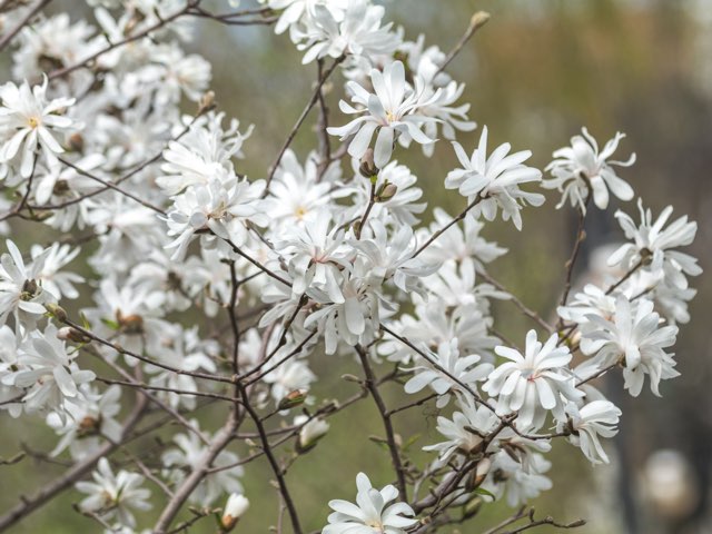 🍀姫辛夷 ヒメコブシ 🍀 緑が綺麗な間に撮っておきました。 今年は害虫被害もなく元気です😃来春、花が咲いたら紹介します、咲いたらね🤣樹高35㎝✖️幅70㎝bonsai盆栽姫コブシ 盆栽愛好家