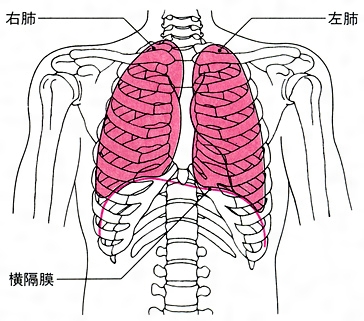 肺の解剖と機能について - 診療案内 - 信州大学 医学部外科学教室 呼吸器外科学分野