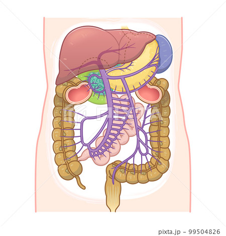 脾臓」の2.5万点のロイヤリティフリー画像、写真素材、絵Shutterstock