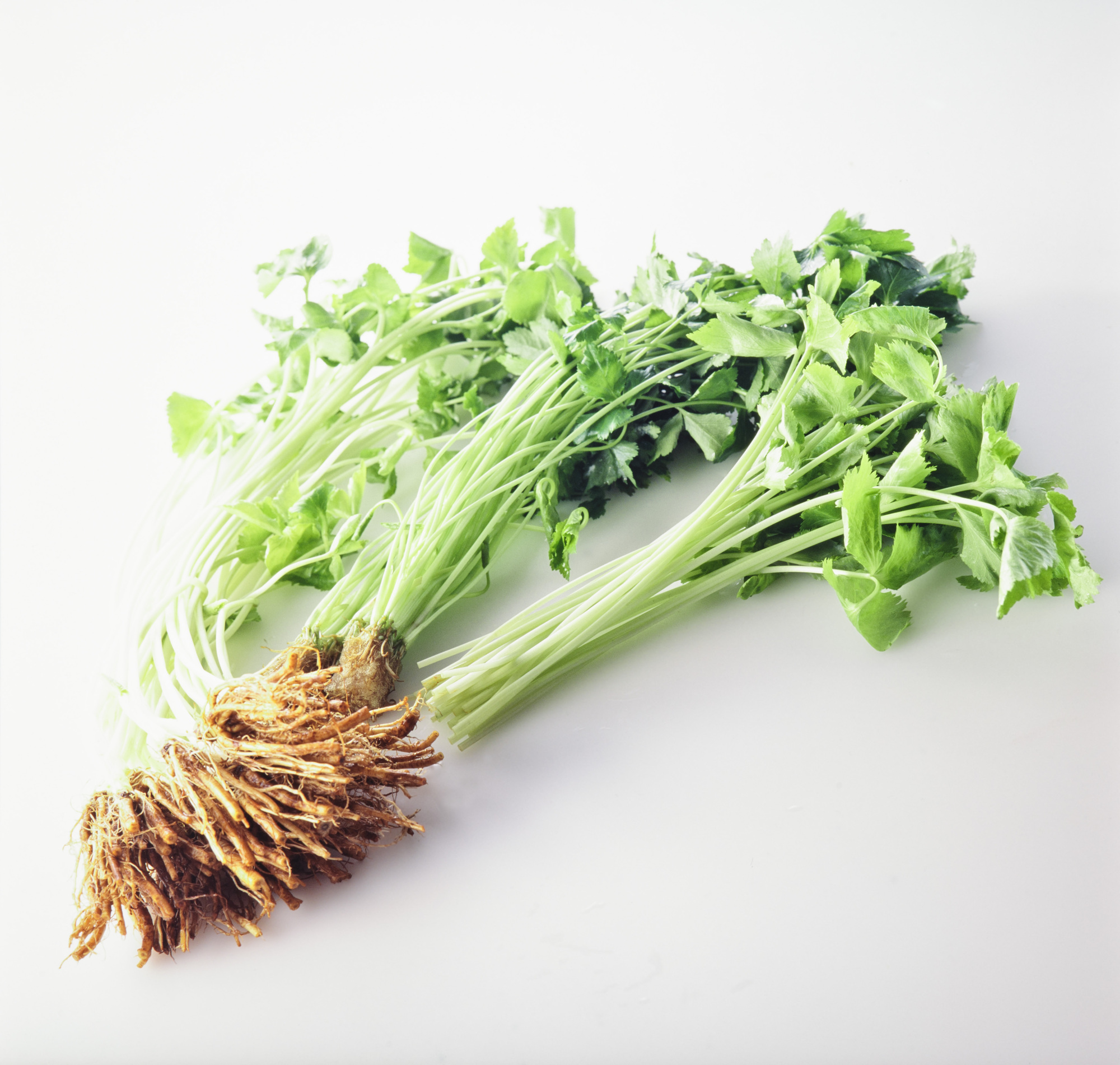 糸三つ葉の写真 画像 みつば