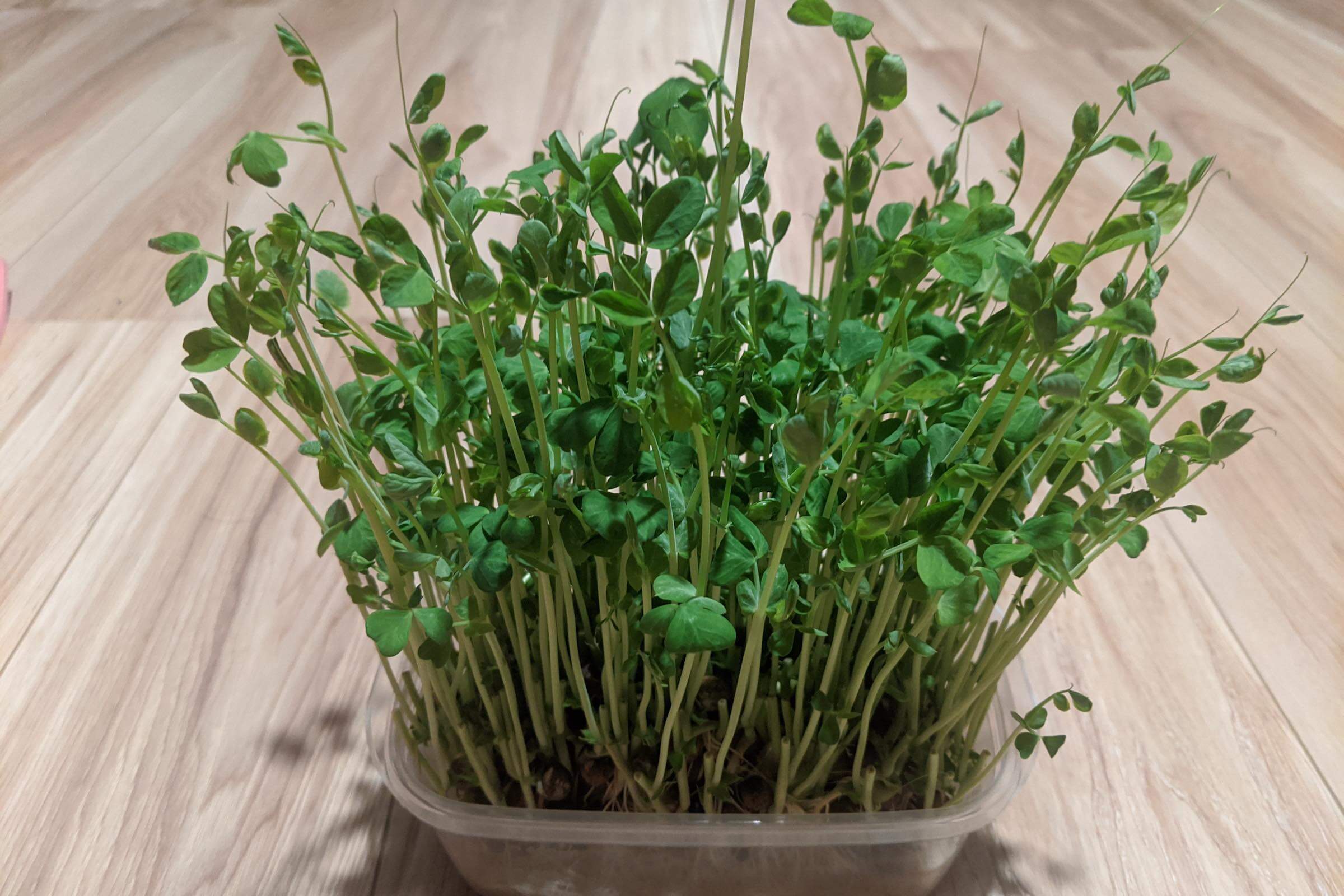 豆苗を進化させて豆を収穫そだレポ 栽培レポート byベランダ農園みんなの趣味の園芸