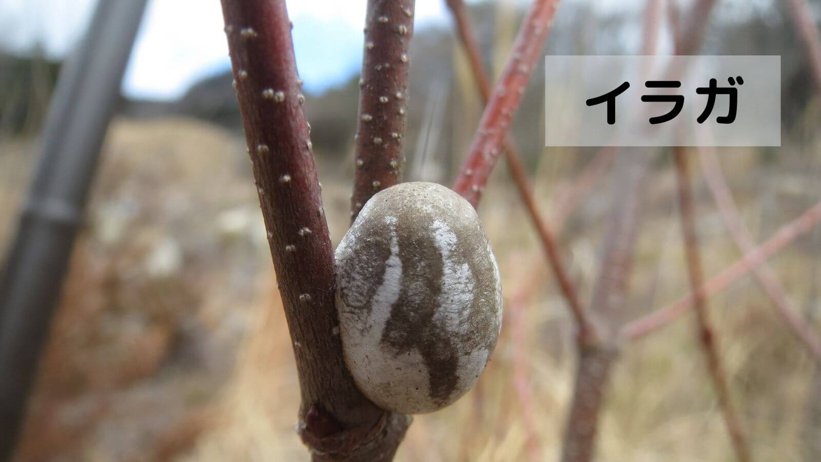 イラガ