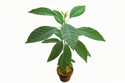 アボカドの育て方種の植え付けから詳しく解説！水耕栽培のコツもとなりのカインズさん