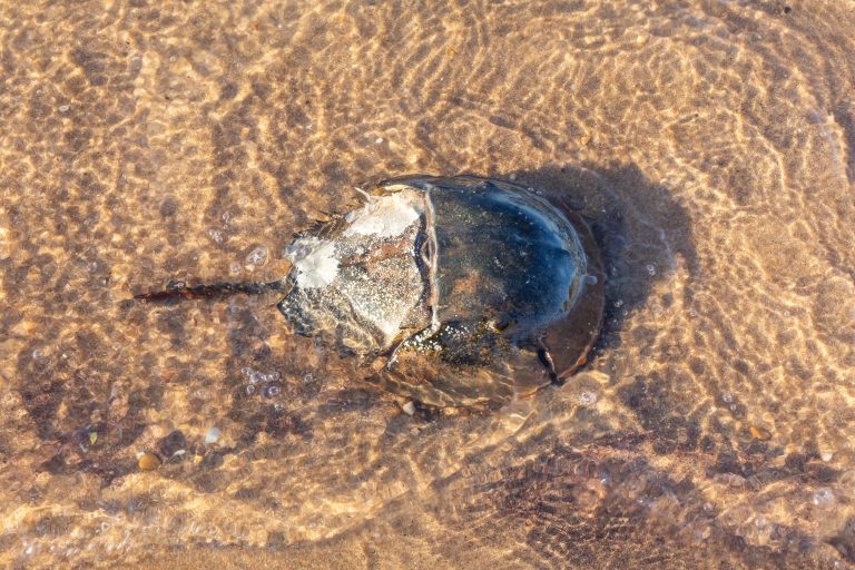 カブトガニの謎 2億年前から形を変えず生き続けたわけ : 惣路紀通HMV&BOOKS online - 9784416115350