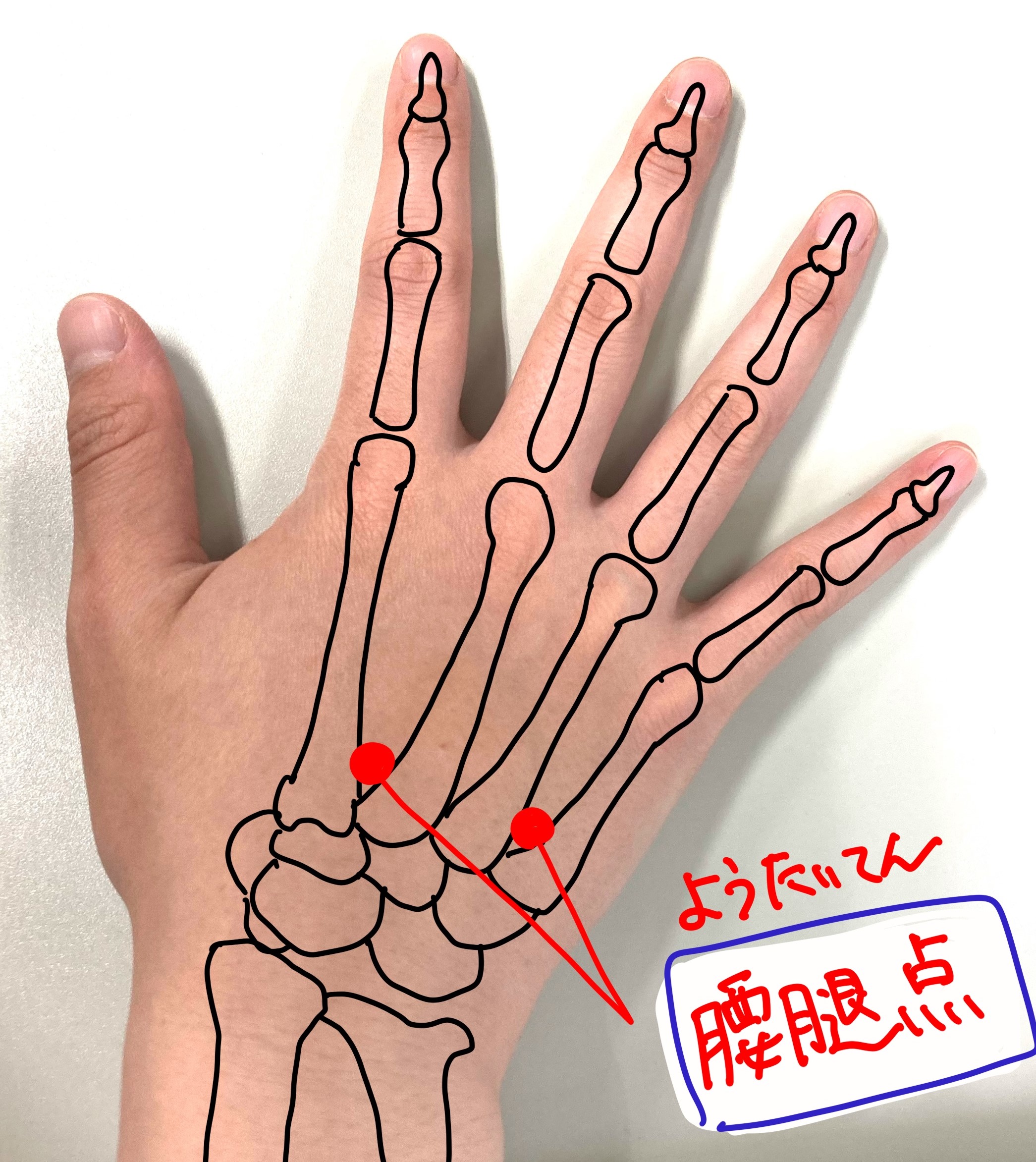 ぎっくり腰・腰痛」の改善に効果的なツボの位置 ファイテン株式会社 phiten