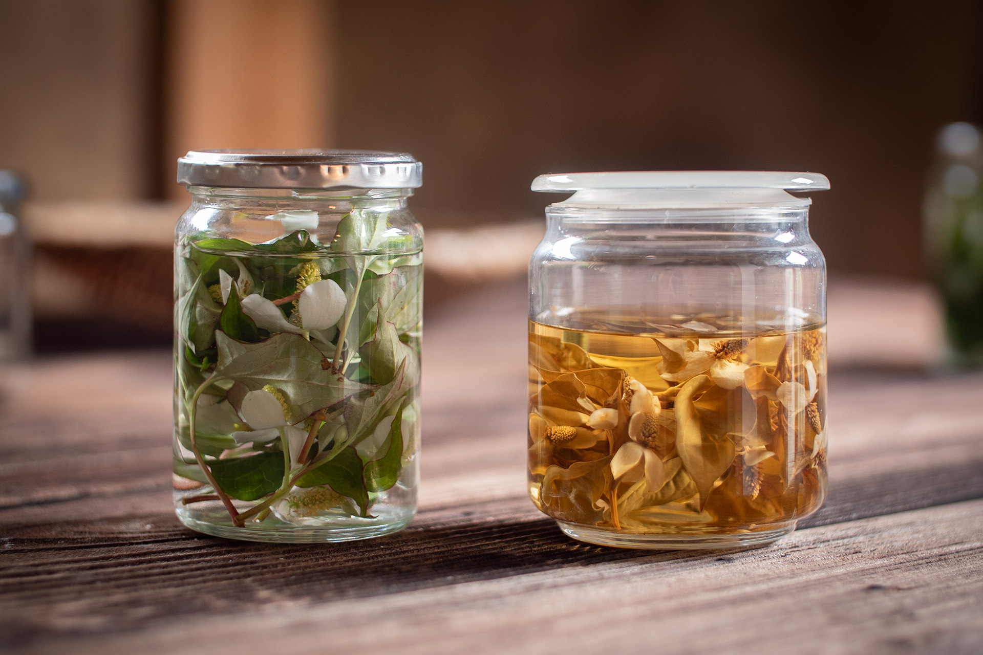 ドクダミ化粧水 ローション の作り方と効用 ドクダミってすごい！ - ゆきてかえりしひび――in the JUNeK-yard――