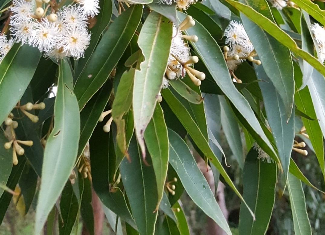 ユーカリプタススプレー 自然天然の除菌消臭オーブス株式会社