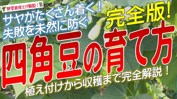 四角豆の栽培・育て方種まき、苗の植え付け時期は？プランターでもOK？🍀GreenSnap グリーンスナップ