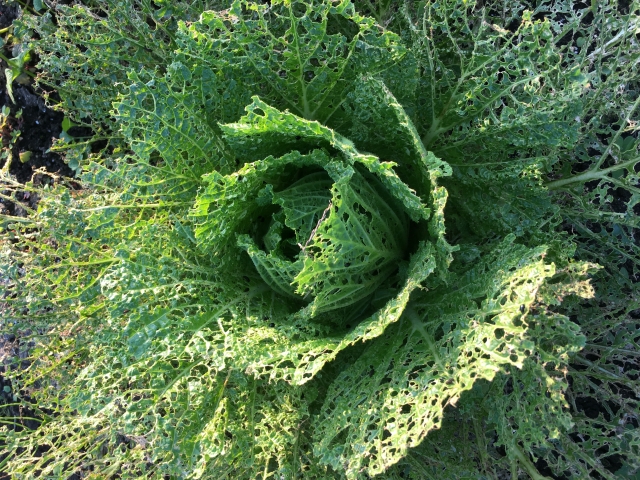 ヨトウムシの被害と対策・駆除方法菜園ラボ