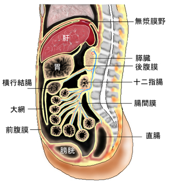 腎臓の位置腎臓は左右に1つずつ T11〜L3上縁の間 「右腎は左腎より少し低い」が大切 これは右側に大きな肝臓があるから理由付けによる記憶の強化腎臓は腹膜後器官も重要! 腹膜後器官・十二指腸、膵臓、腎臓、副腎 ひとかたまりにして、まとめて覚えるのが