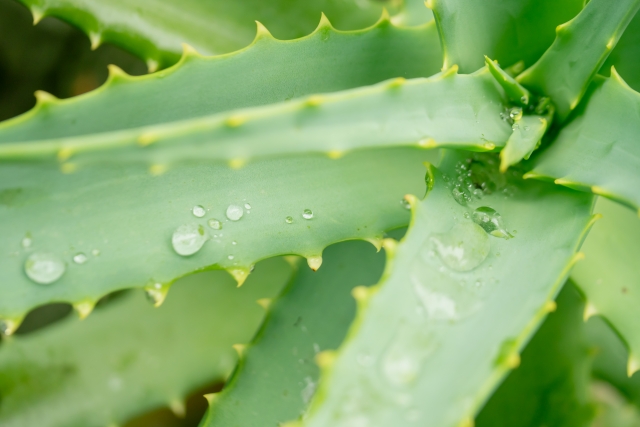 観葉植物:アロエ の通販商品・種類 一覧園芸ネット