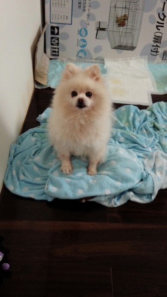 犬の声帯切除の日帰りレーザー手術_20141203ひだまり動物病院 名古屋市昭和区の動物病院 土曜祝日診療