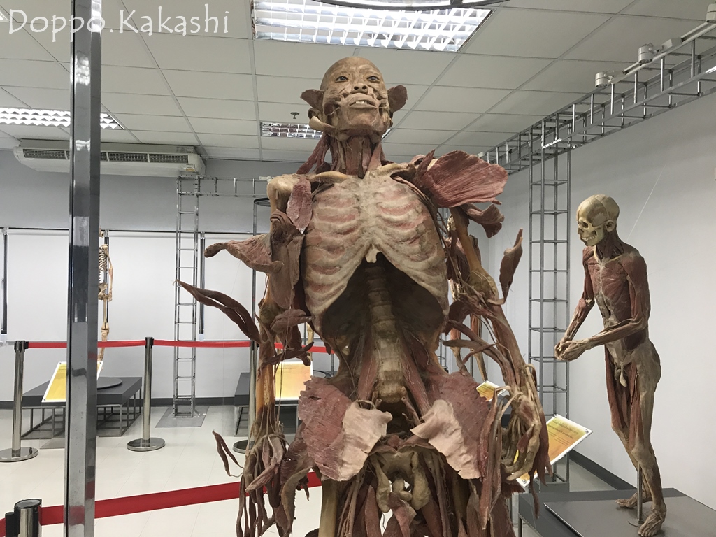 声帯炎 慢性喉頭炎慢性痛治療の専門医による痛みと身体のQ＆A