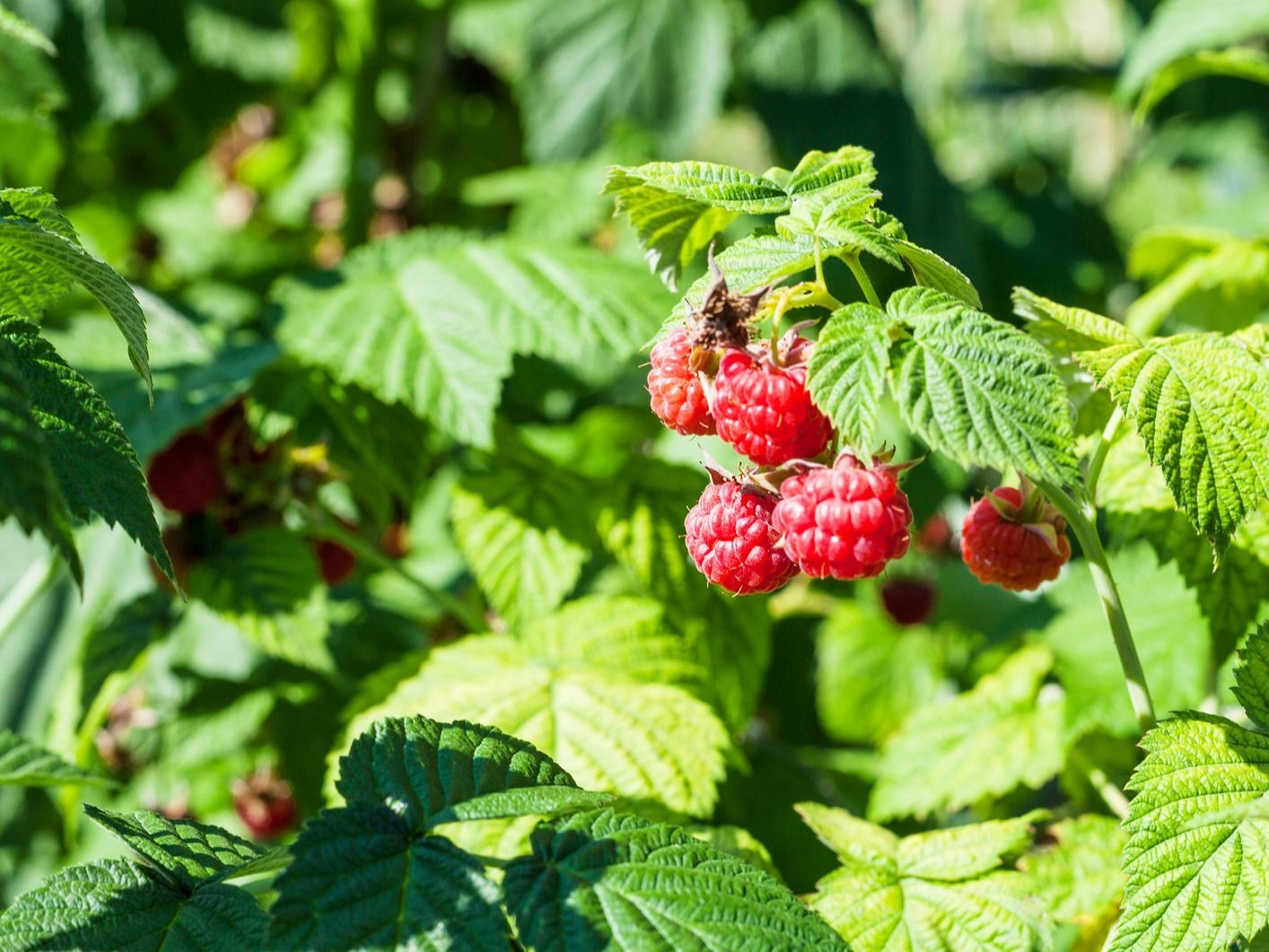ラズベリー鉢植え4年目のベランダ収穫そだレポ 栽培レポート byeniみんなの趣味の園芸