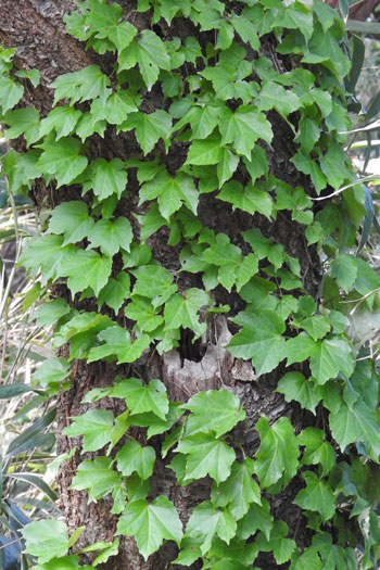 かぶれ 接触皮膚炎 の原因・症状を解説ロート製薬: 商品情報サイト