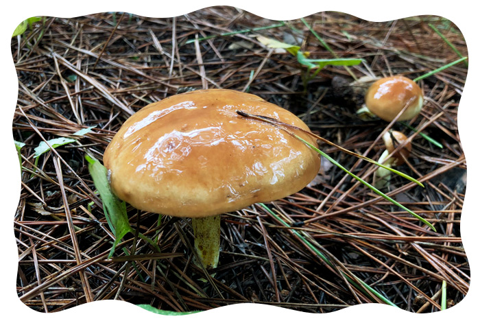 アミタケとチチアワタケの見分け方 長いです- すかんぴんのブログ「今日もヒマだぁ～」