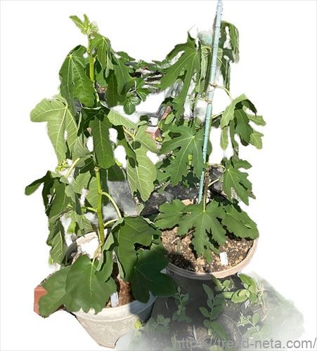 イチジクの挿し木方法と剪定枝 挿し穂の保管手順 無花果 いちじく: ひまチュンの機械ブログ