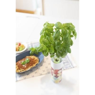 バジルの水耕栽培冬にできる？ペットボトル容器の作り方や注意点🍀GreenSnap グリーンスナップ