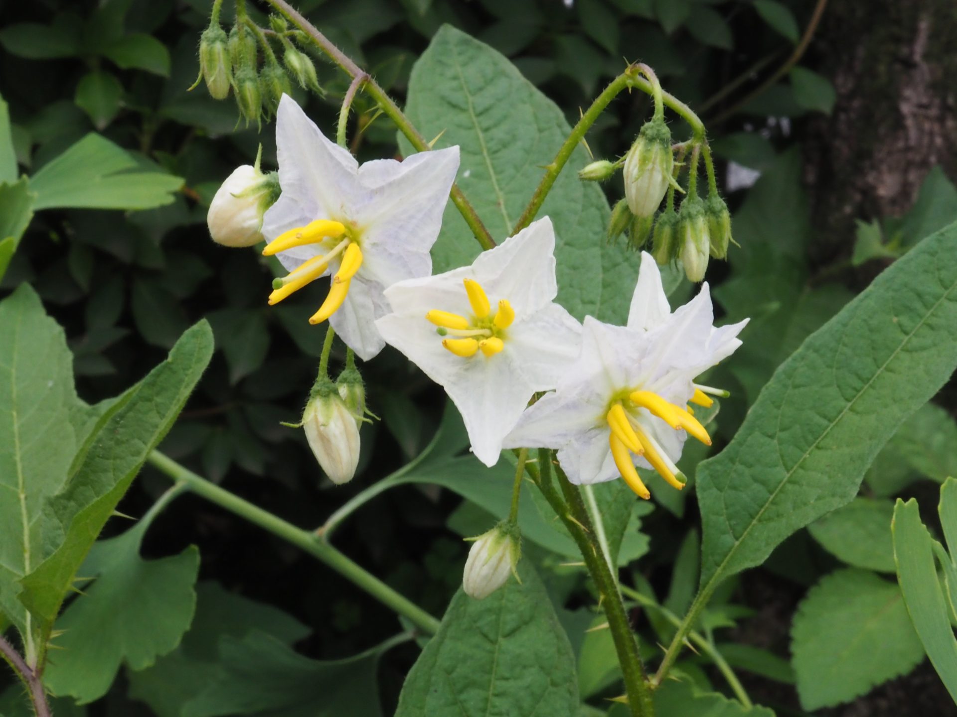 ワルナスビの駆除 - トロルお爺の”Satoyaman”林住記