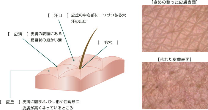 雪崩とは：「表層雪崩」「全層雪崩」「弱層」など 雪崩の原因や仕組み、種類を知る - snownotes