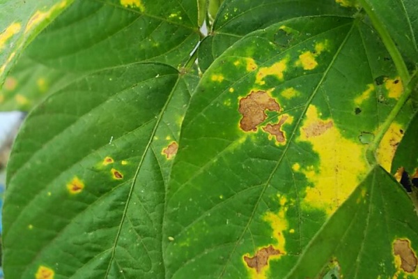 そらまめくんpapo-papoon X: 