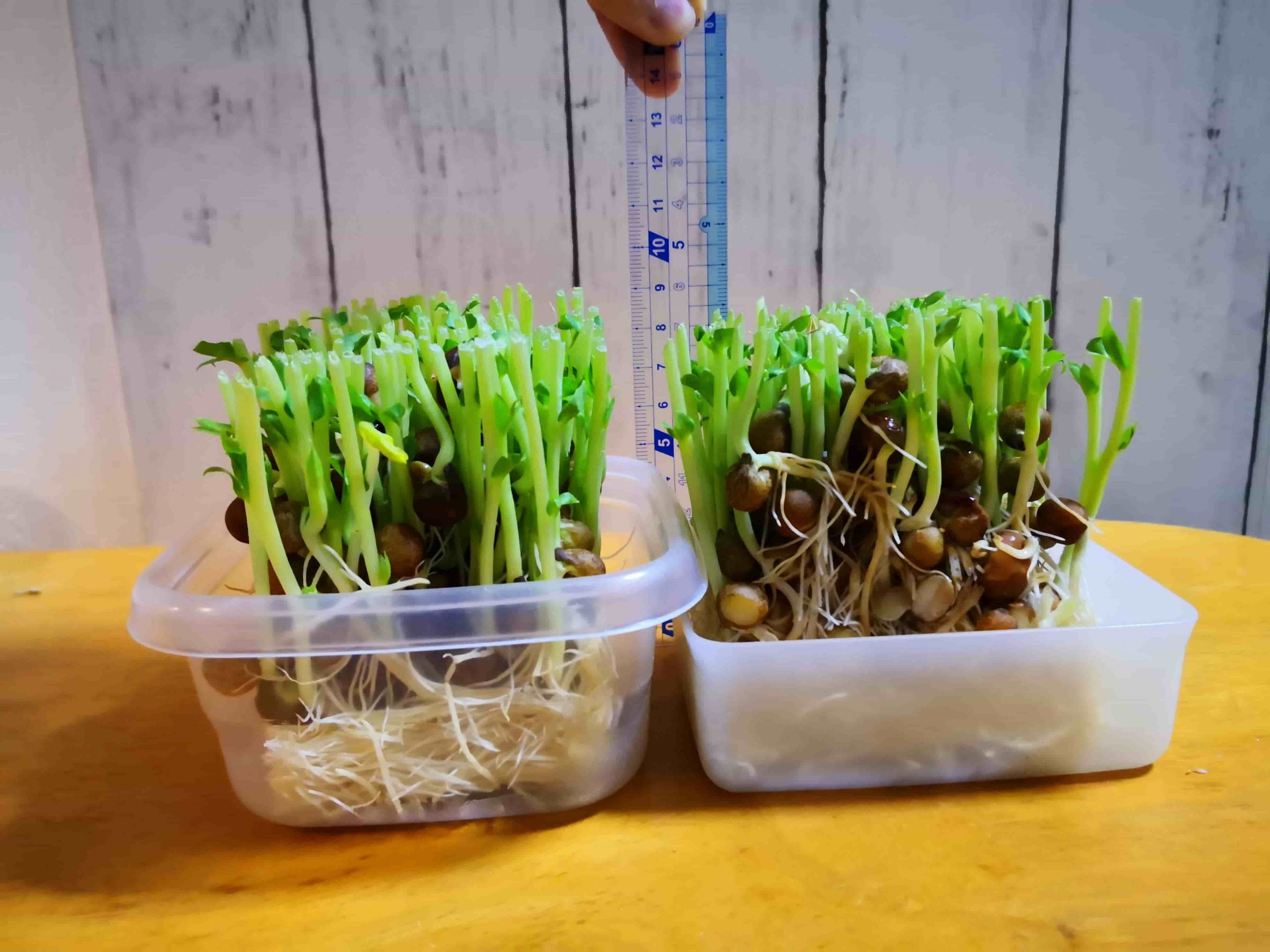 豆苗観察日記！夏休みの宿題: Espe Diary II