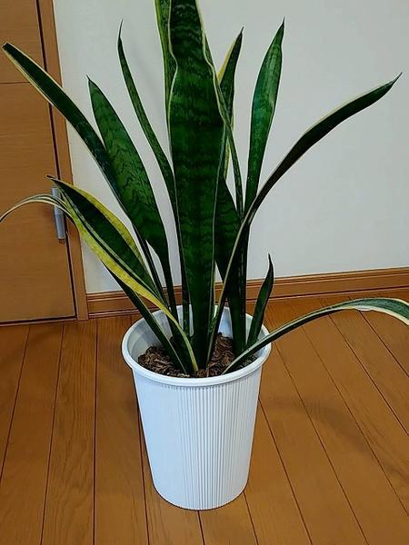 サンスベリア 2.3株ずつ100円。虎の尾風水運気アップ断捨離中那覇の家庭用品 ガーデニング の中古あげます・譲りますジモティーで不用品の処分