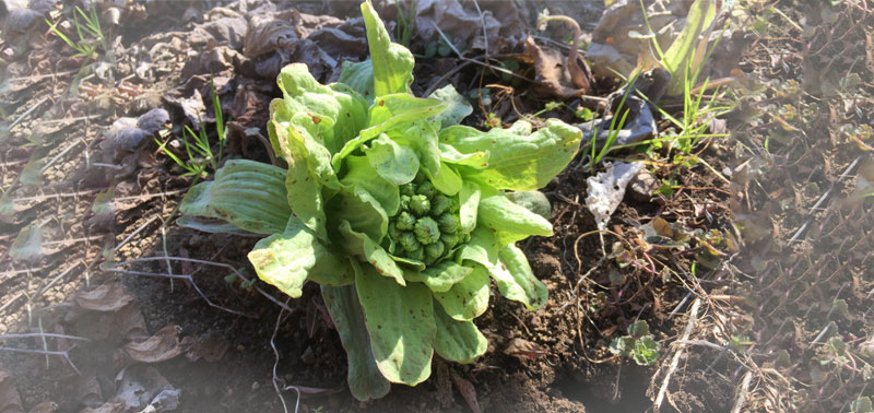 690 フキ ノトウ -3yadaryu1の折々の記